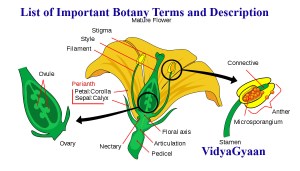 List of Important Botany Terms and Description