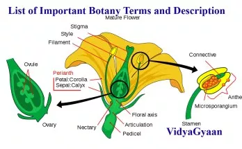 List of Important Botany Terms and Description