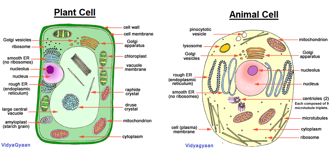 Structure and Function of Animal cell and plant cell