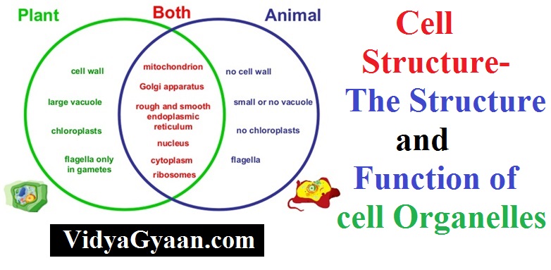 Cell Structure- The Structure and Function of cell Organelles - VidyaGyaan