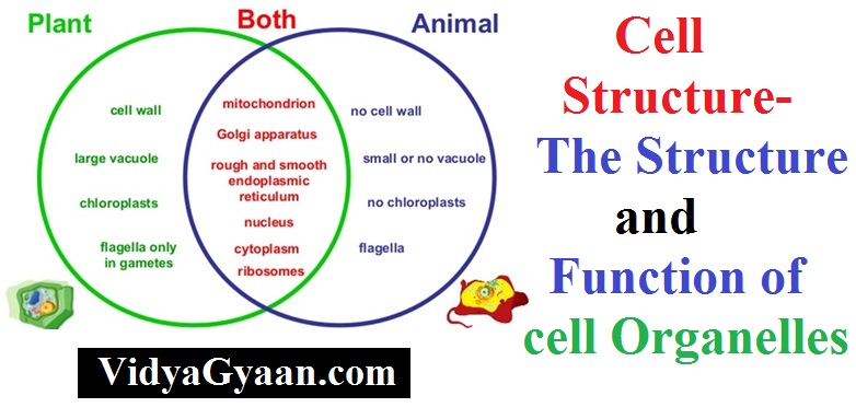 Cell Structure- The Structure and Function of cell Organelles - VidyaGyaan Cell Structure- The Structure and Function of cell Organelles - VidyaGyaan