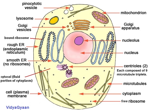 cell structure of Animal cell - VidyaGyaan